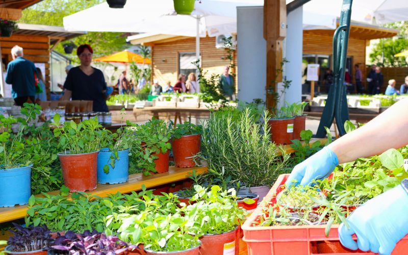 Erneut ist jetzt im Frühling eine große Auswahl an selbst gezogenen Jungpflanzen auf dem Wochenmarkt erhältlich.