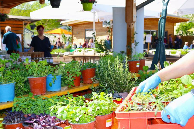 Erneut ist jetzt im Frühling eine große Auswahl an selbst gezogenen Jungpflanzen auf dem Wochenmarkt erhältlich.